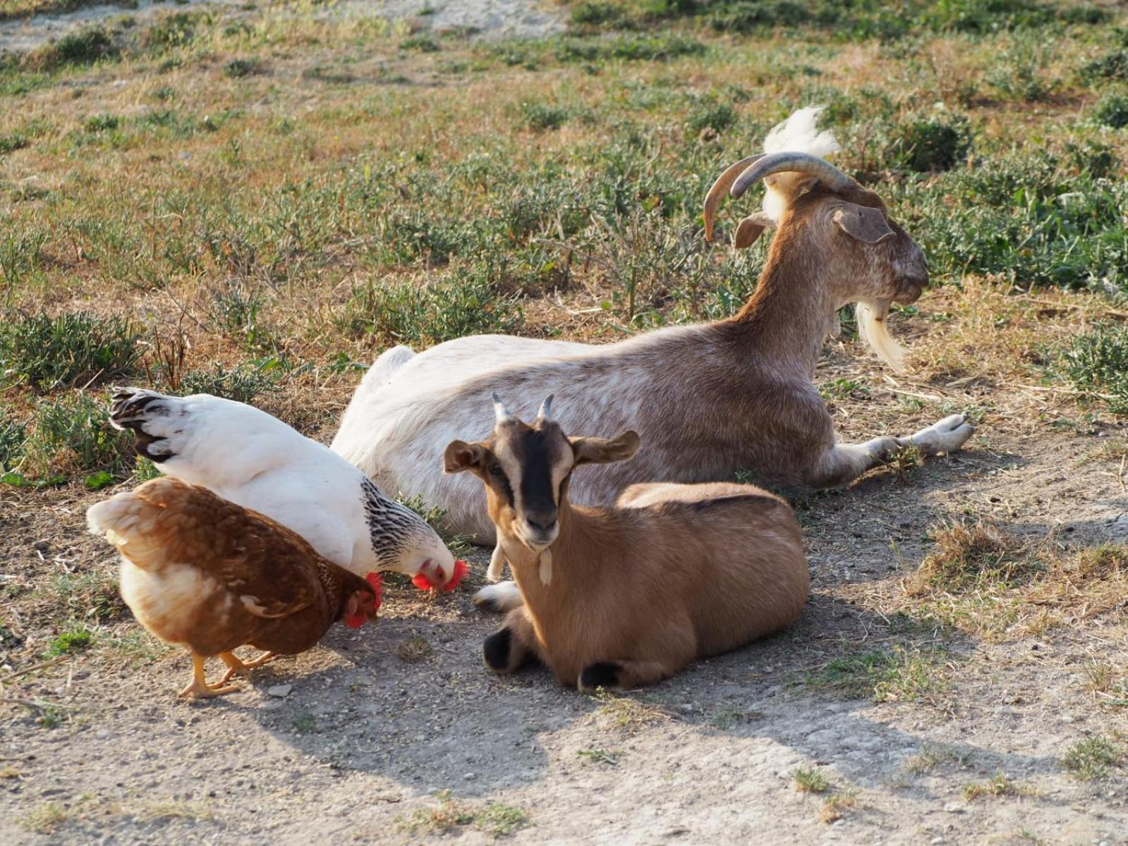 Agriturismo Il Castellaro Sassoferrato Eksteriør billede
